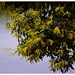 Lovely Wattle Over The Lake ~  by happysnaps
