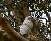6th Aug 2020 - Young Corella Huddled High In A Tree ~   