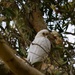 Young Corella Huddled High In A Tree ~    by happysnaps