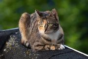 5th Aug 2020 - Cat on the roof