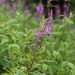 fireweed... by earthbeone