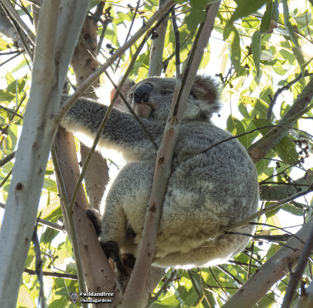 fat bottomed girls by koalagardens