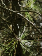 5th Aug 2020 - twinkling Scotts pine