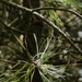 twinkling Scotts pine by helenhall