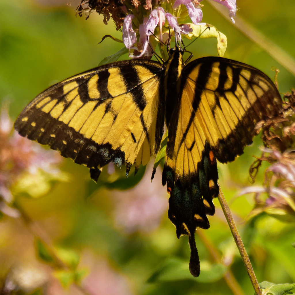 eastern tiger swallowtail  by rminer