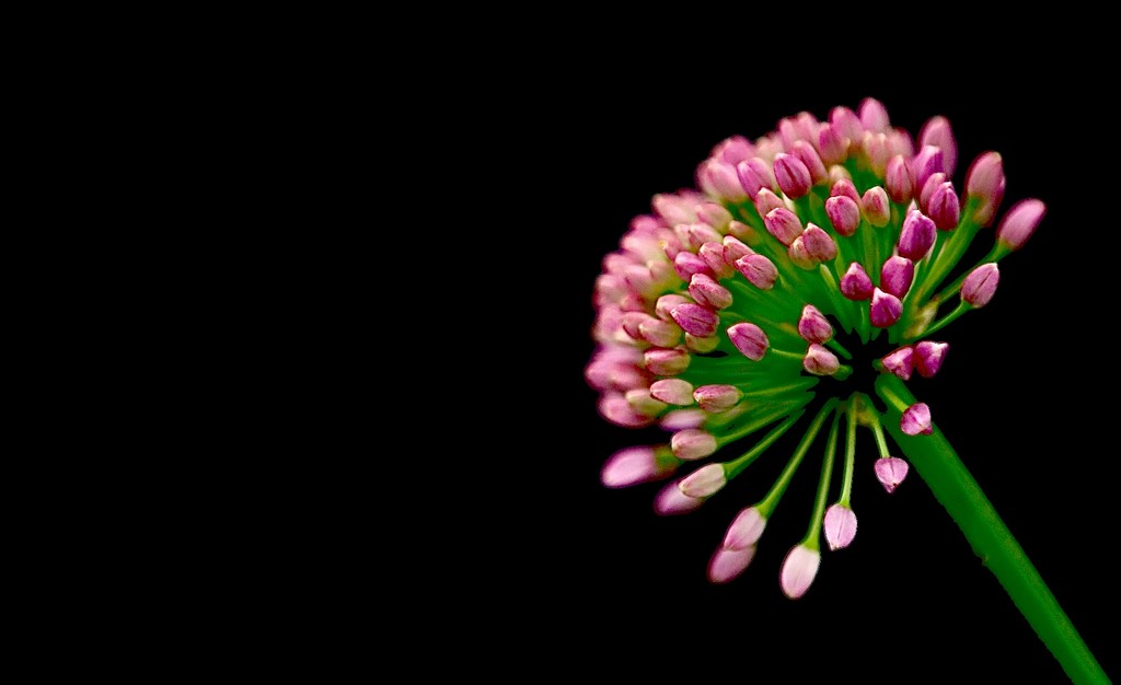 Miniature Allium by carole_sandford