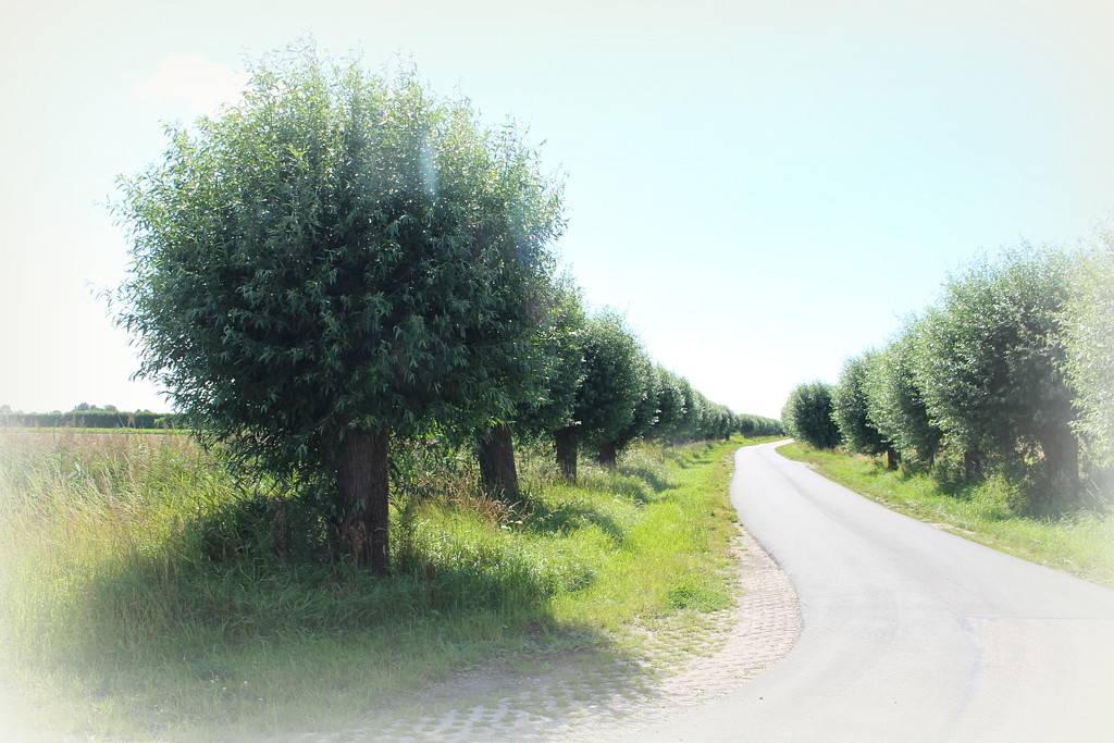 Country road with pollard willows  by pyrrhula
