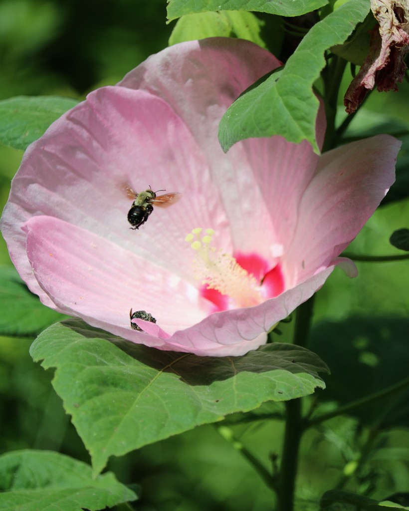 August 5: Hibiscus and bee by daisymiller