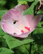 5th Aug 2020 - August 5: Hibiscus and bee