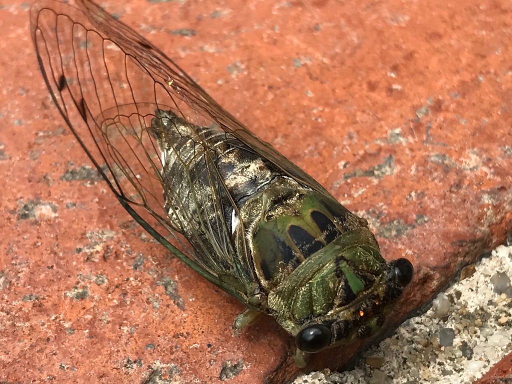 Cicada Gold  by allie912