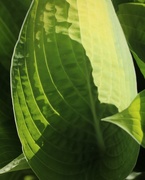 21st Apr 2020 - April 21: Sunlight on leaf