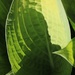 April 21: Sunlight on leaf by daisymiller