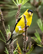 5th Aug 2020 - Goldfinch in the Pines
