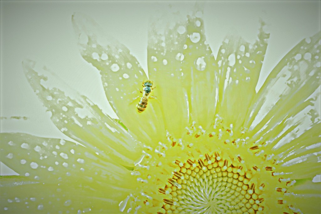 Bee and Sunflower Abstract 5 by genealogygenie