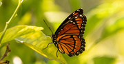 5th Aug 2020 - Viceroy Butterfly!