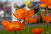 6th Aug 2020 - Poppies