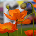 Poppies by yorkshirekiwi