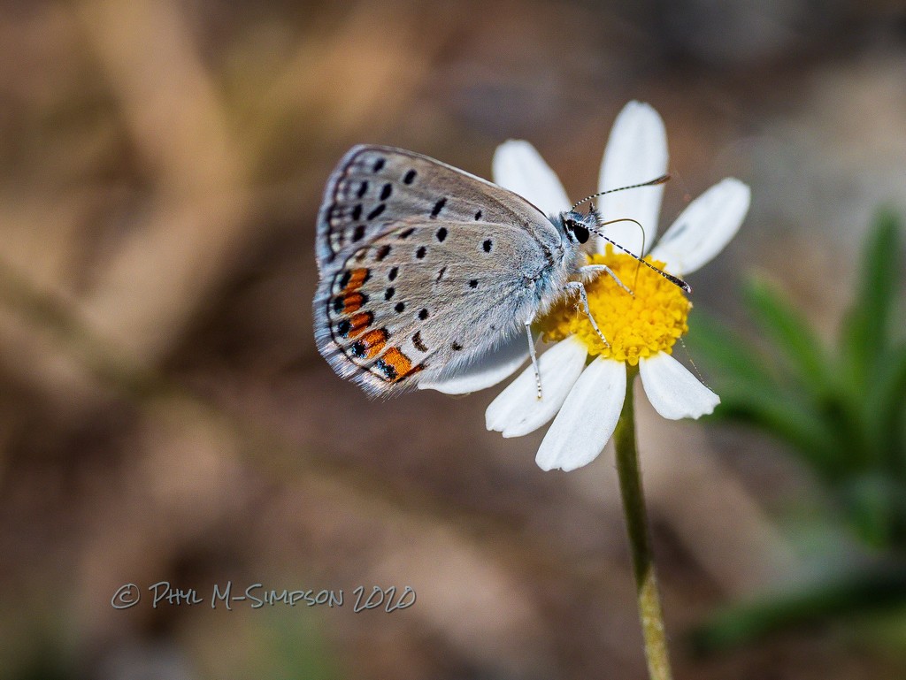 Acmon Blue Butterfly. by elatedpixie