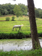 6th Aug 2020 - Country walk (2)