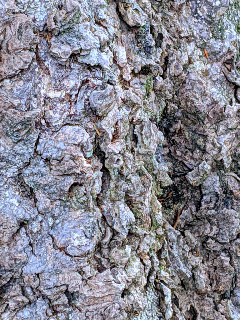 Bark by sandradavies