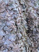 7th Aug 2020 - Bark