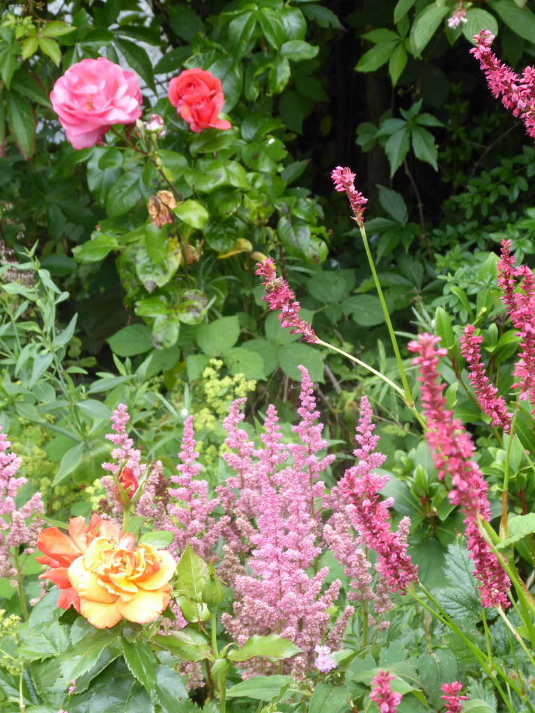 Astilbe,roses and ? by snowy