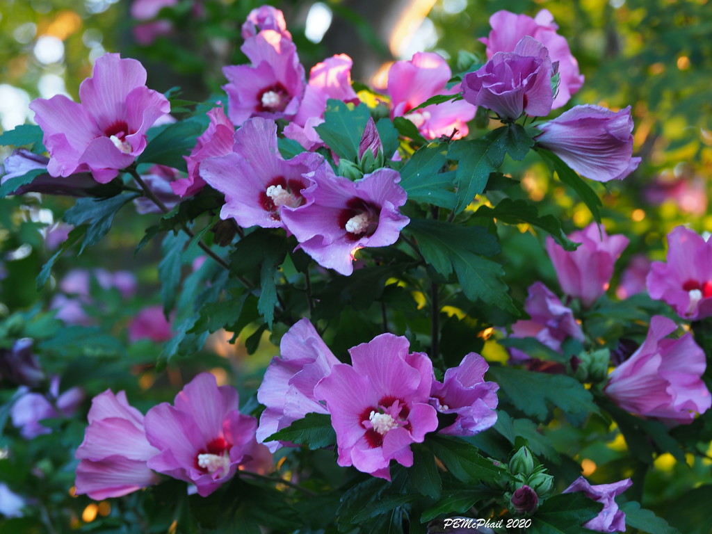 More Rose of Sharon by selkie