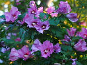 5th Aug 2020 - More Rose of Sharon