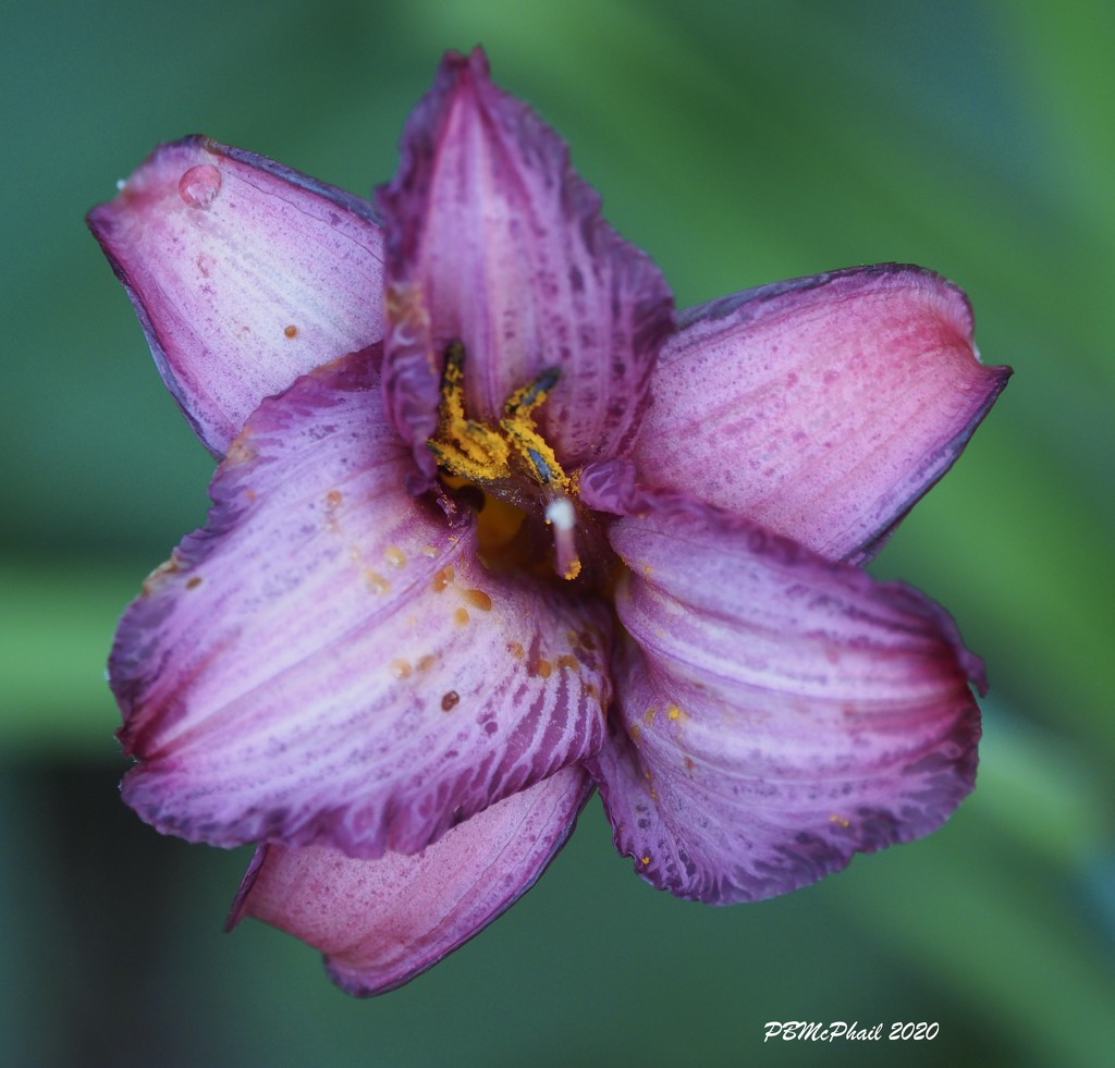 Purple Lily by selkie