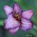 Purple Lily by selkie