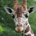 Giraffe Headshot by randy23