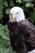 7th Aug 2020 - Bald Eagle