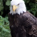 Bald Eagle by randy23