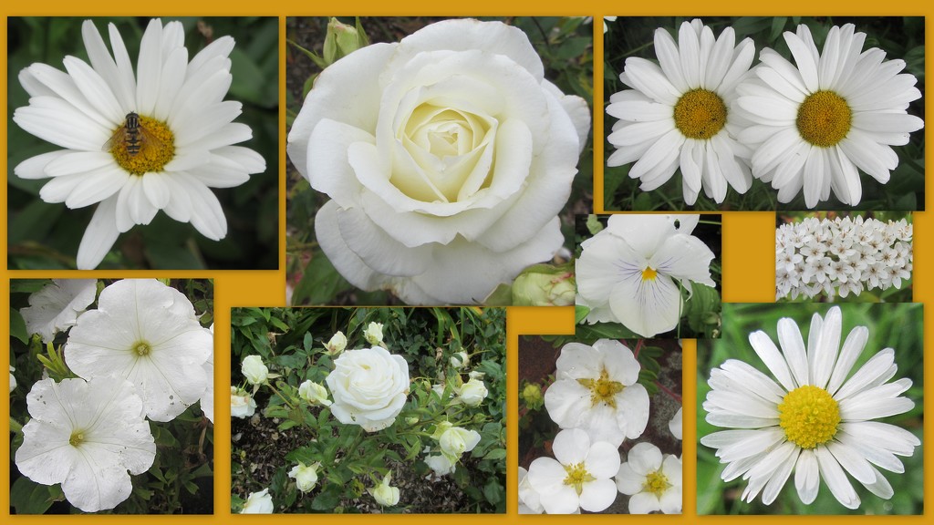 Wonderful White flowers. by grace55