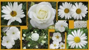 6th Aug 2020 - Wonderful White flowers.