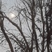 Trees and Moon by linnypinny