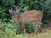 6th Aug 2020 - Reeves Muntjac