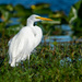 Great White Egret by photographycrazy