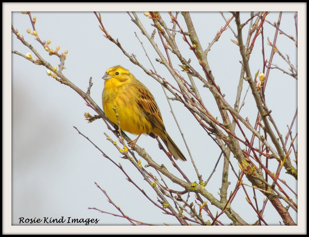 Yellowhammer of old by rosiekind
