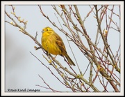 6th Aug 2020 - Yellowhammer of old