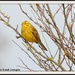 Yellowhammer of old by rosiekind