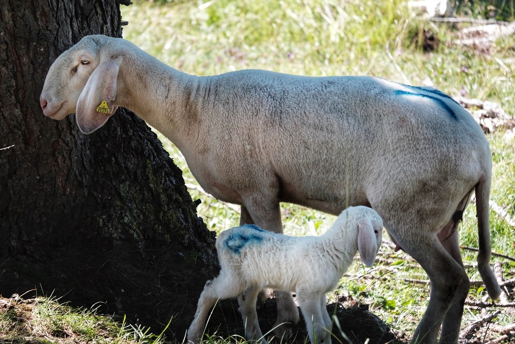 Newborn lamb by caterina