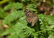 6th Aug 2020 - dappled sun and speckled wood