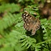 dappled sun and speckled wood by helenhall