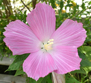 6th Aug 2020 - Hibiscus beauty