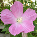Hibiscus beauty by homeschoolmom