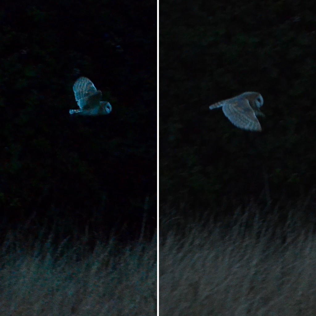 Owl spotting by wakelys