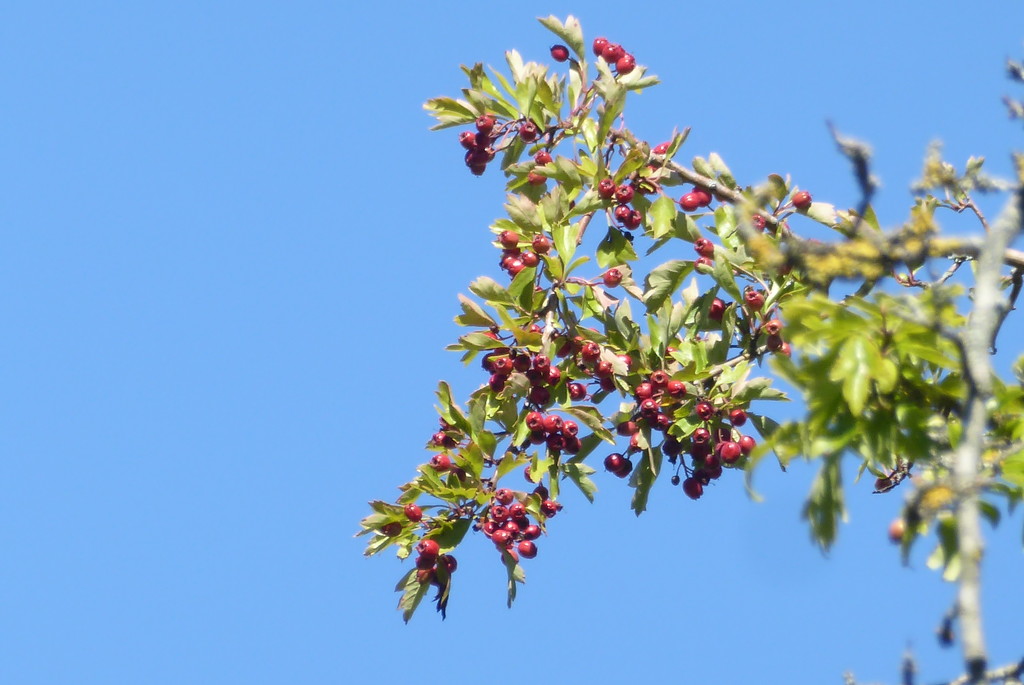 Blue sky and berries by speedwell