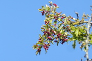 30th Jul 2020 - Blue sky and berries