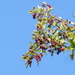 Blue sky and berries by speedwell